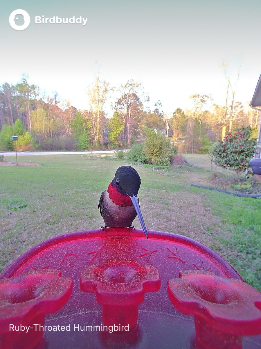 Bird Buddy Hummingbird Feeder Pro_Male