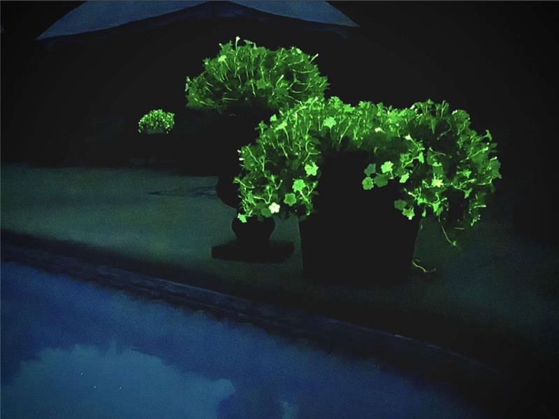 Firefly petunia glowing in the dark near a backyard swimming pool.