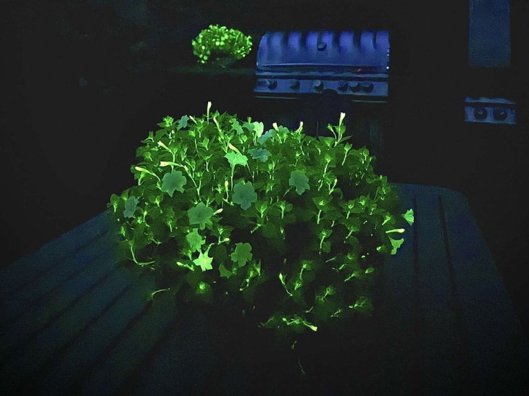 Glow in the dark Firefly Petunia glowing in the dark.