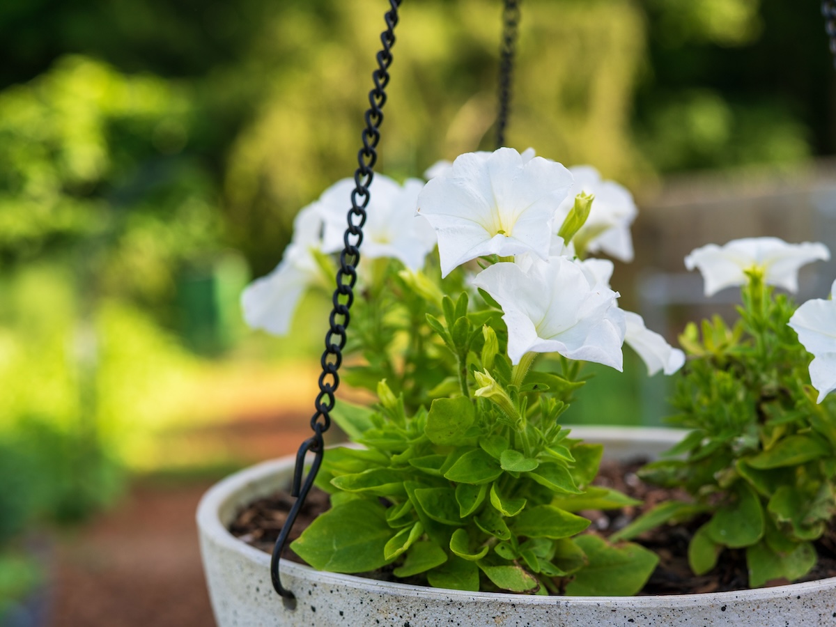 White Firefly Petunias in a hanging planter.