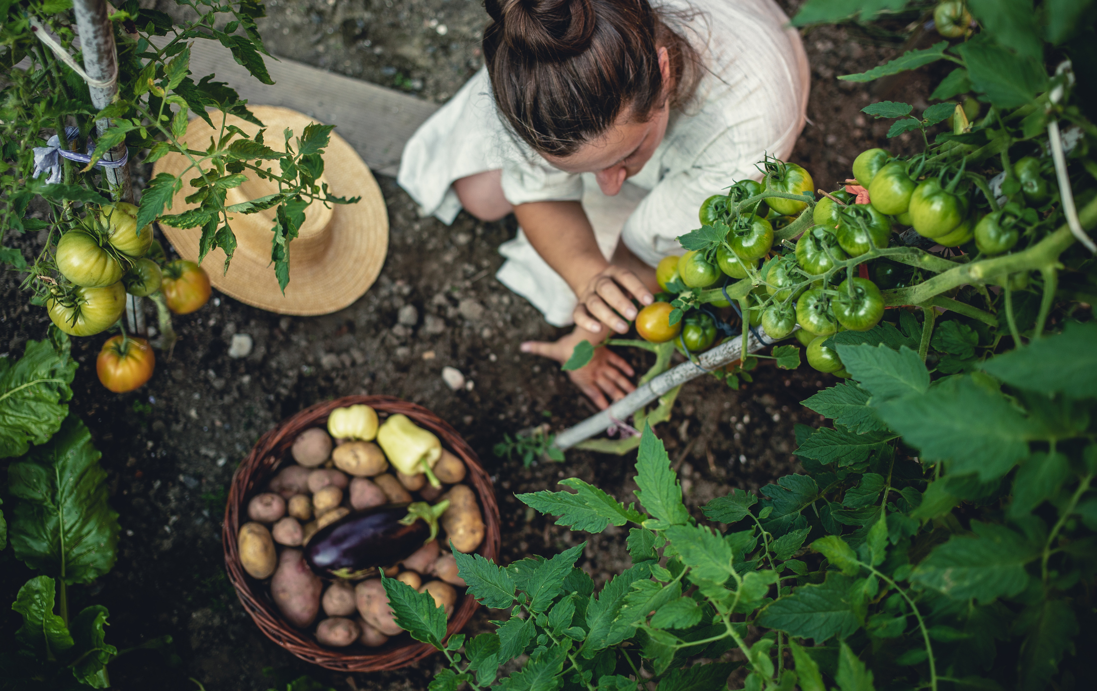 Young woman harvesting tomatoes and potatoes from her garden.