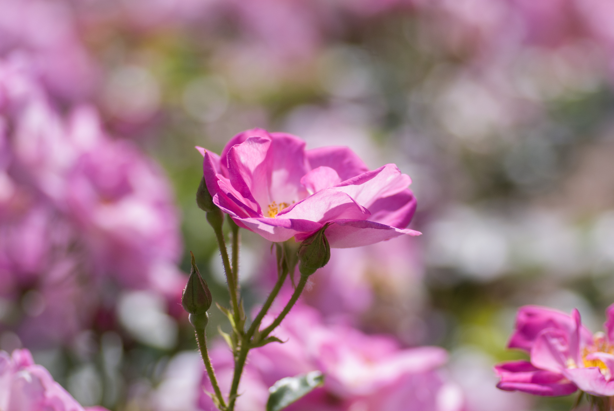 Bright pink rosa rugosa blooming.