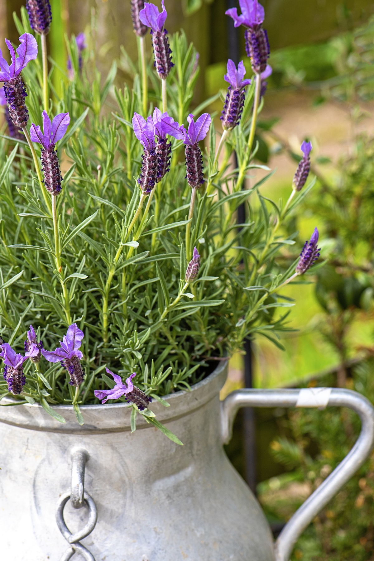 Lavender potted in an old milk churning jug.