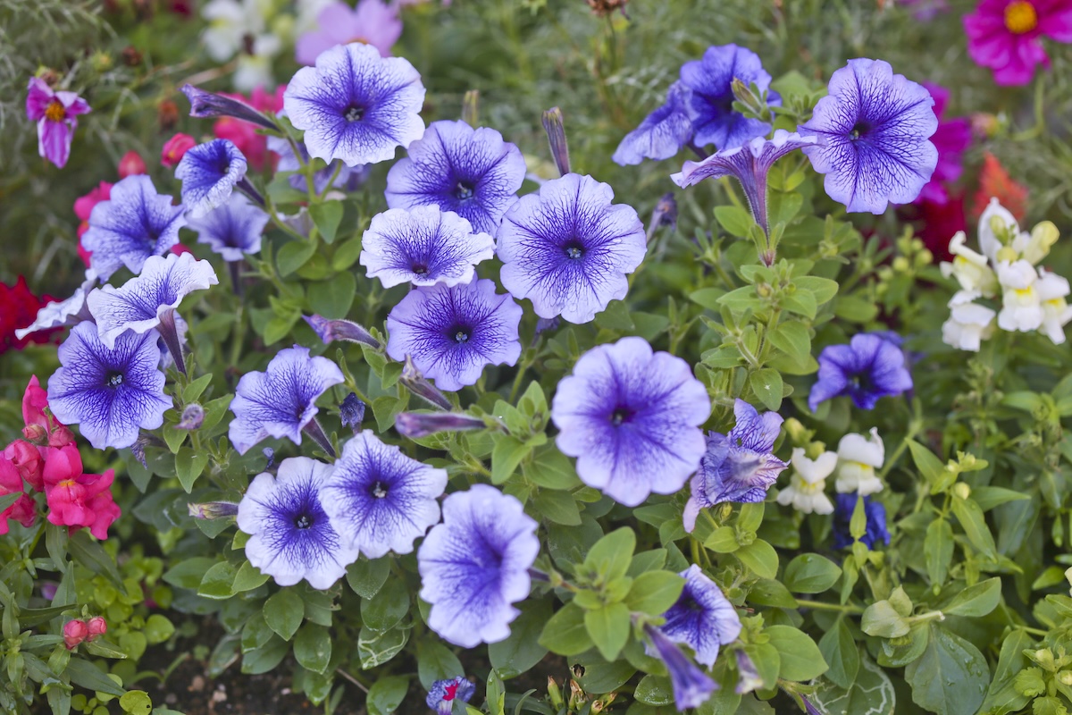 Purple petunia flowers.