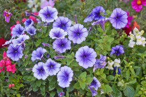 Purple petunia flowers.