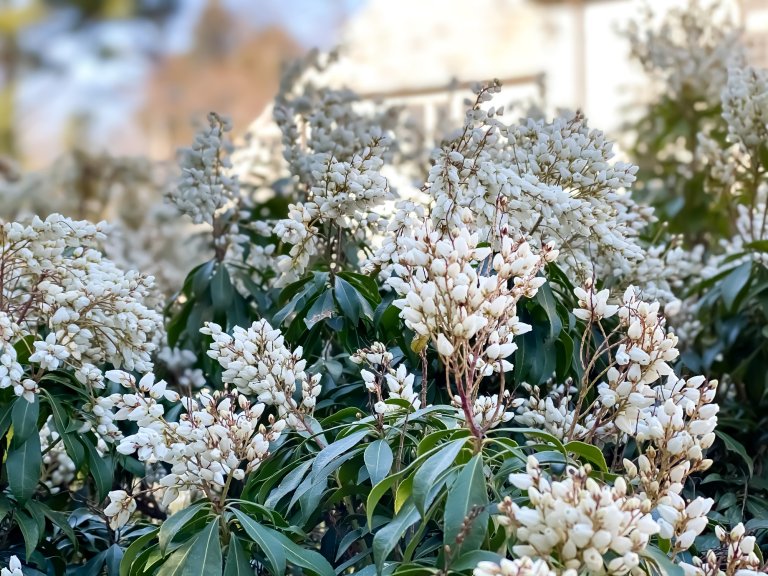 Flowering lily of the valley shrub in bloom