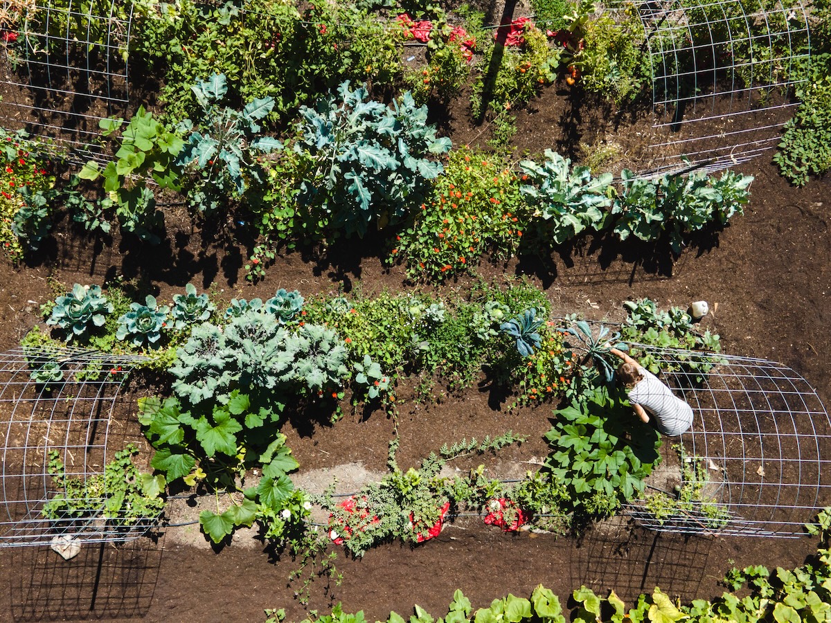 A homeowner tending to a vegetable garden with four cattle panel trellises installed.