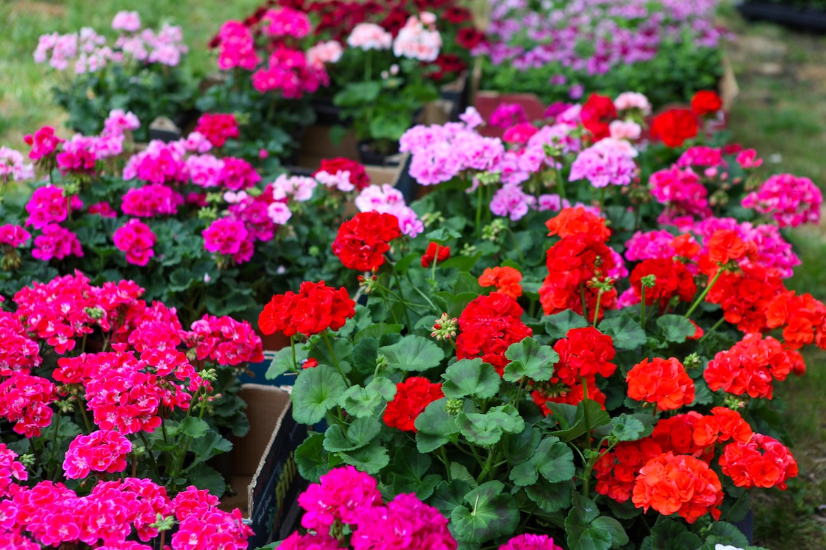 Geranium flowers for container gardens.