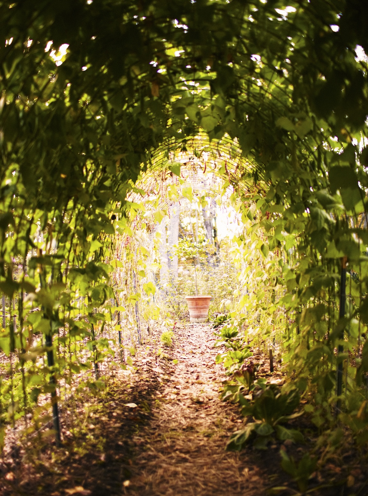 A cattle panel trellis installed in a home vegetable garden with pole beans growing up the arch.