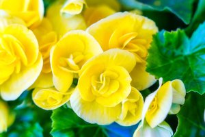 Yellow begonia flowers.