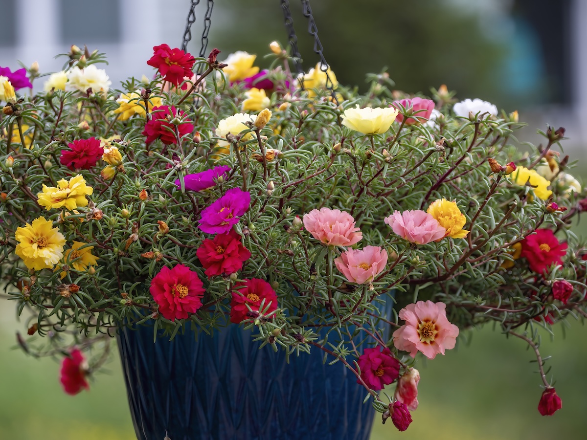 Moss rose flowers in a hanging basket.