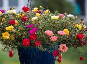 Moss rose flowers in a hanging basket.