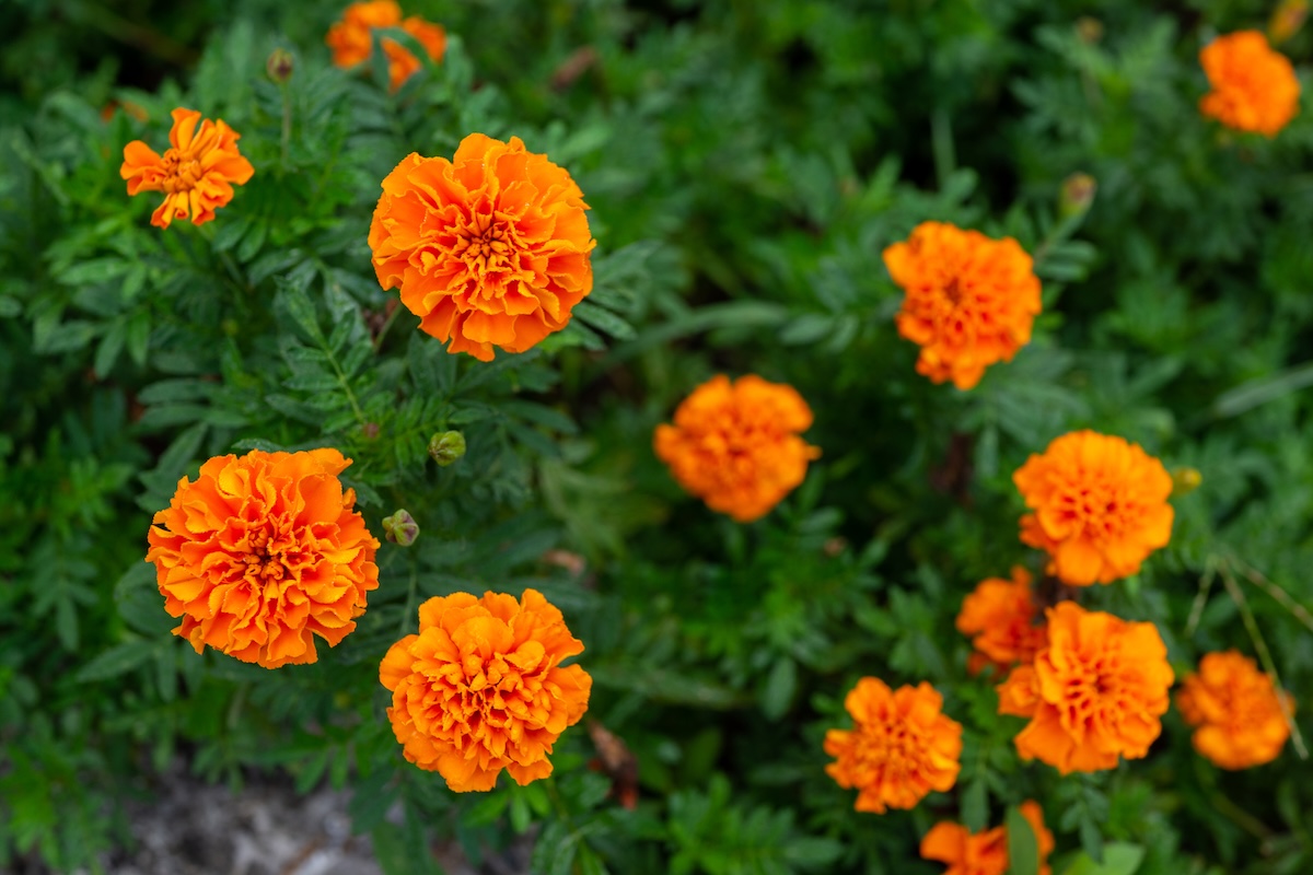 Marigolds.