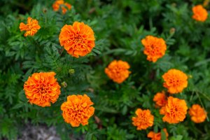 Marigolds.
