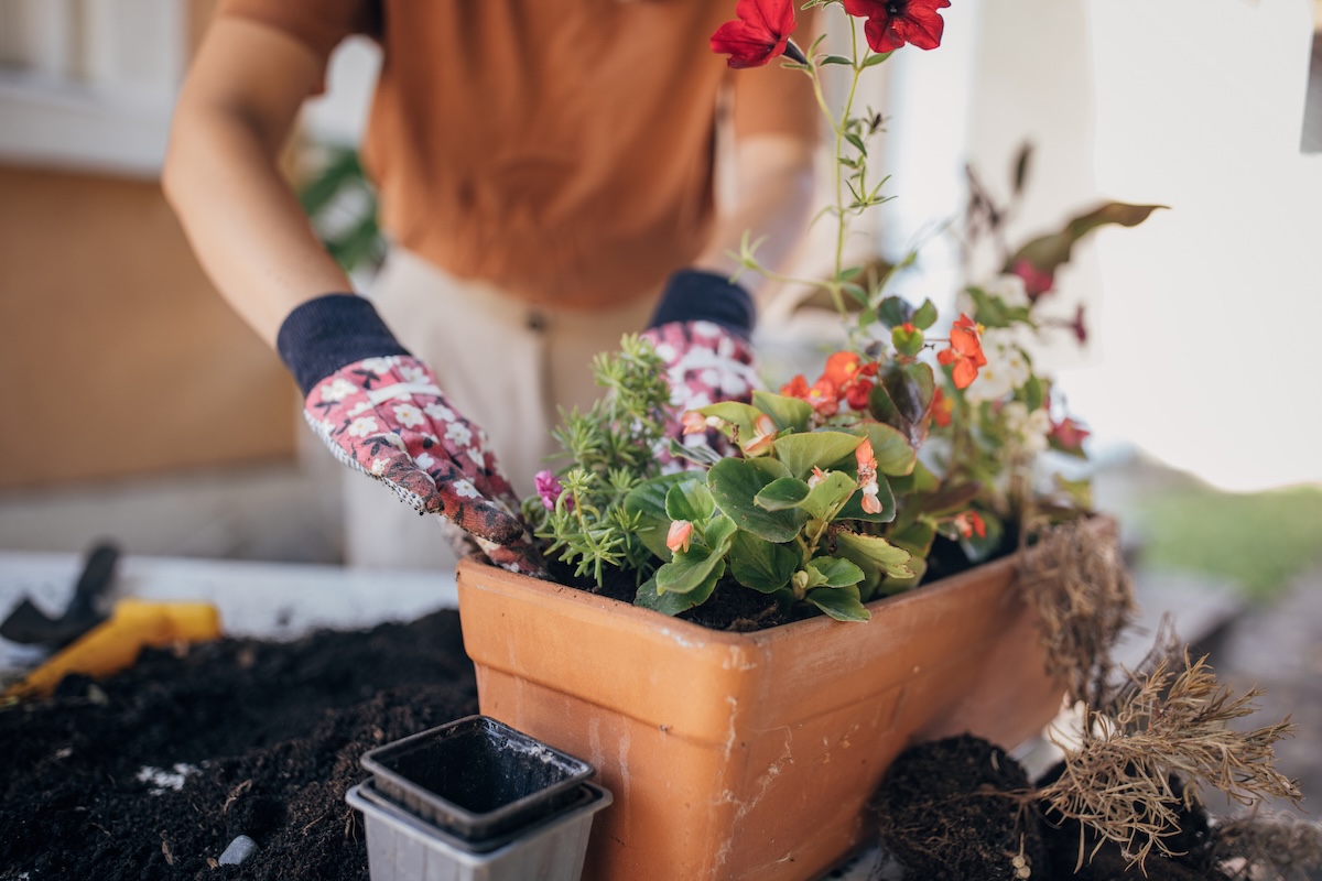 A gardener planting flowers in pots for a container garden.
