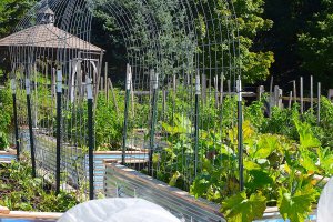 Cattle panel trellises installed in raised garden beds for growing vining vegetable plants.