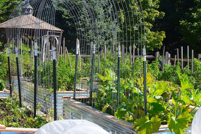 Cattle panel trellises installed in raised garden beds for growing vining vegetable plants.