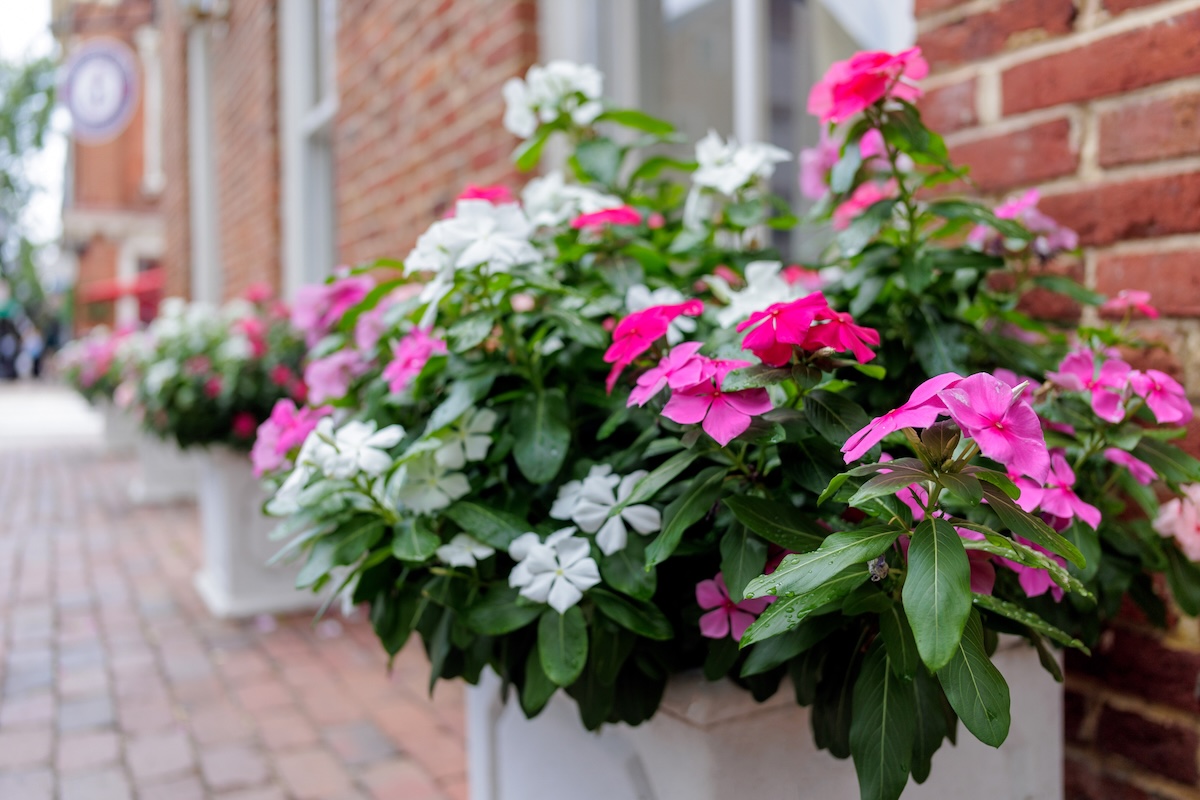 Impatiens planted in a container.