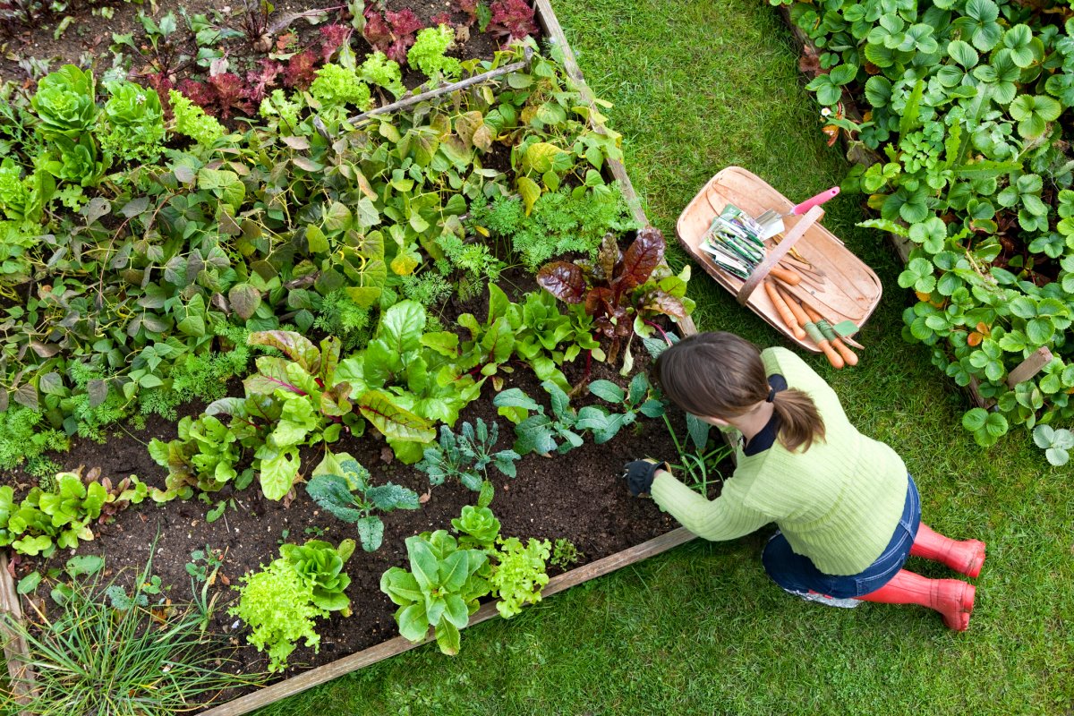 Birds eye view of a woman gardener weeding an organic vegetable garden with a hand fork, while kneeling on green grass.
