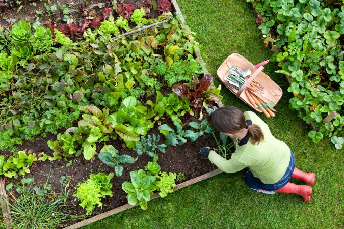Birds eye view of a woman gardener weeding an organic vegetable garden with a hand fork, while kneeling on green grass.