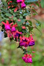 Fuchsia flowers.