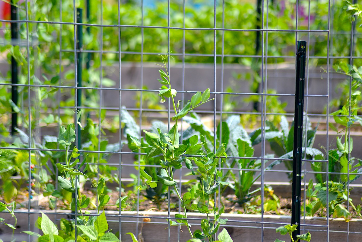 Snap peas growing up a cattle panel trellis in a home vegetable garden.