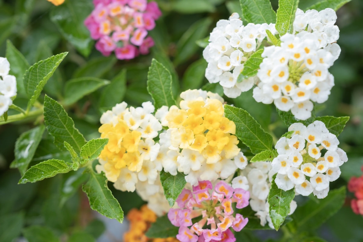 Lantana flowers.