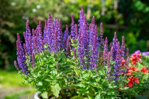 Salvia plant in a container.