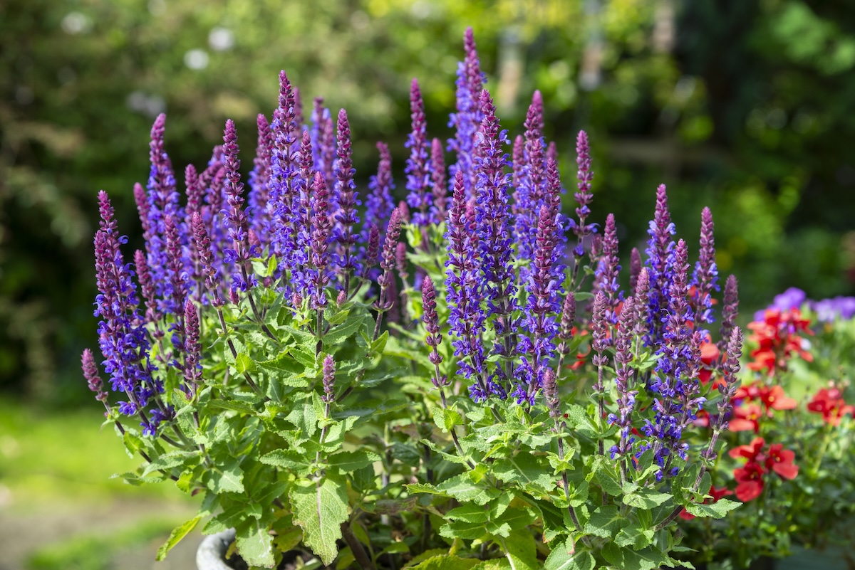 Salvia plant in a container.