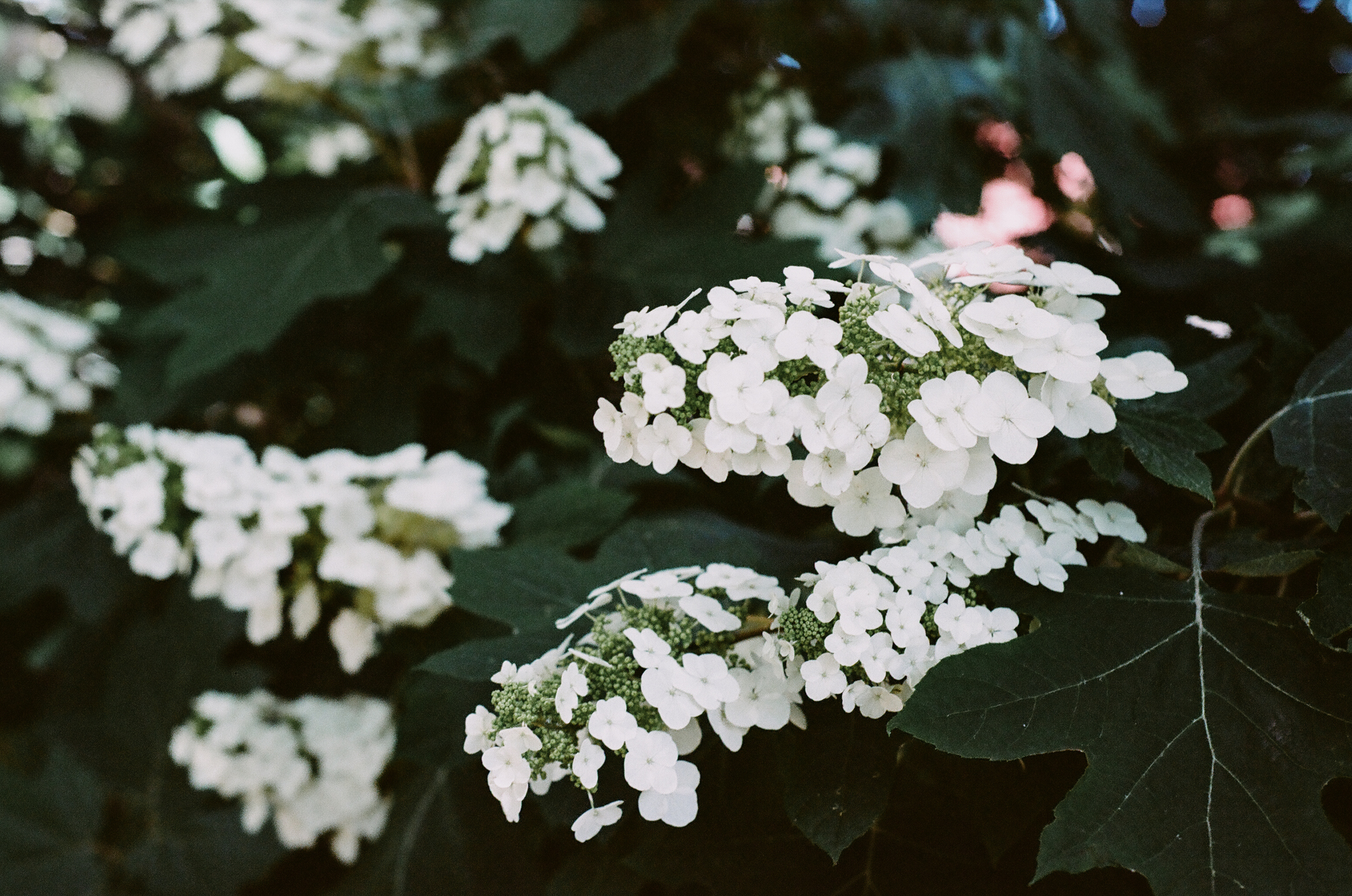 Close-up of oakleaf hydrangea in ornamental garden.