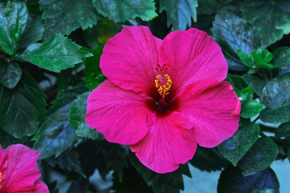 Tropical hibiscus flower in bloom.