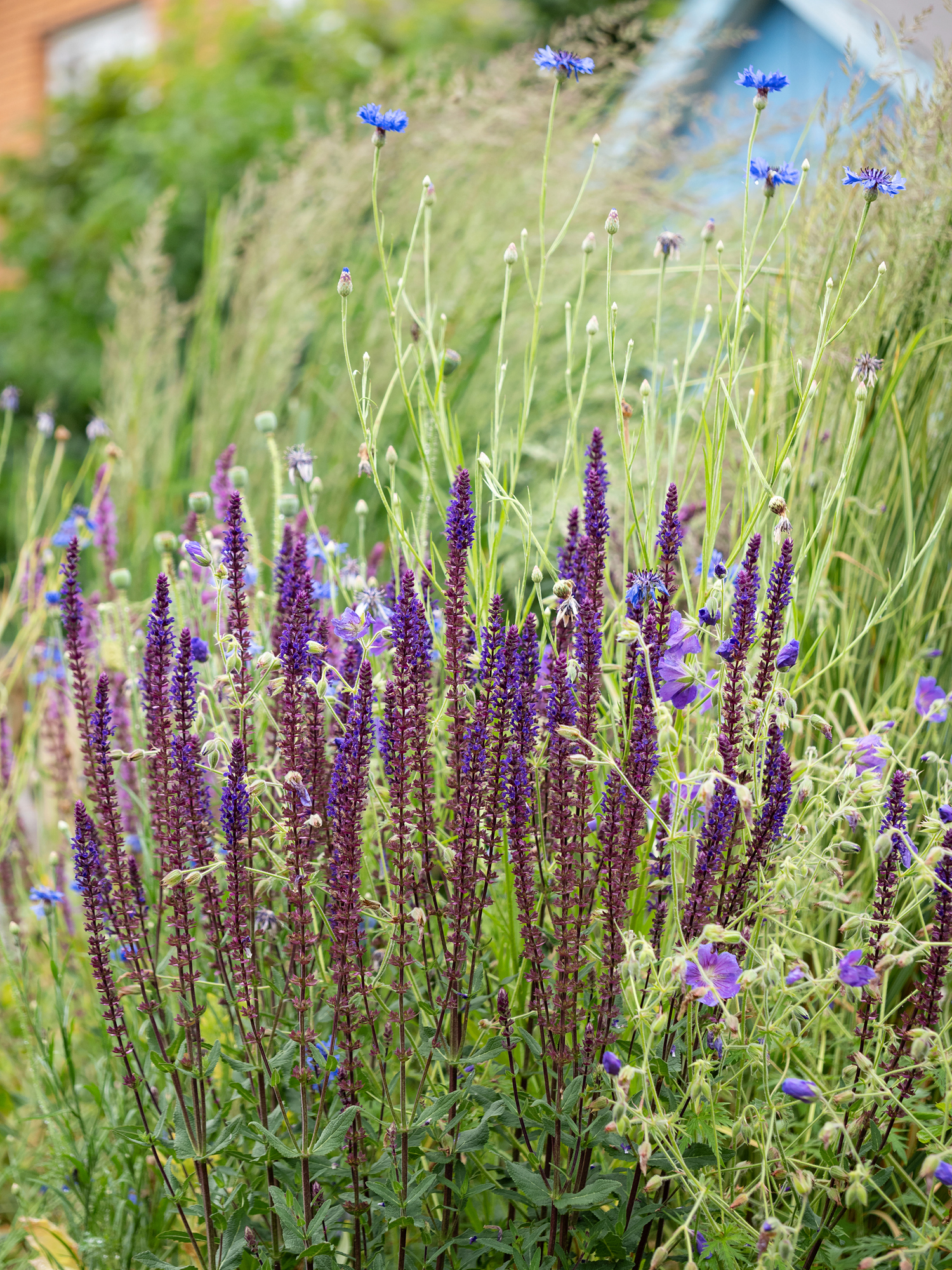 Blooming purple Woodland Sage.