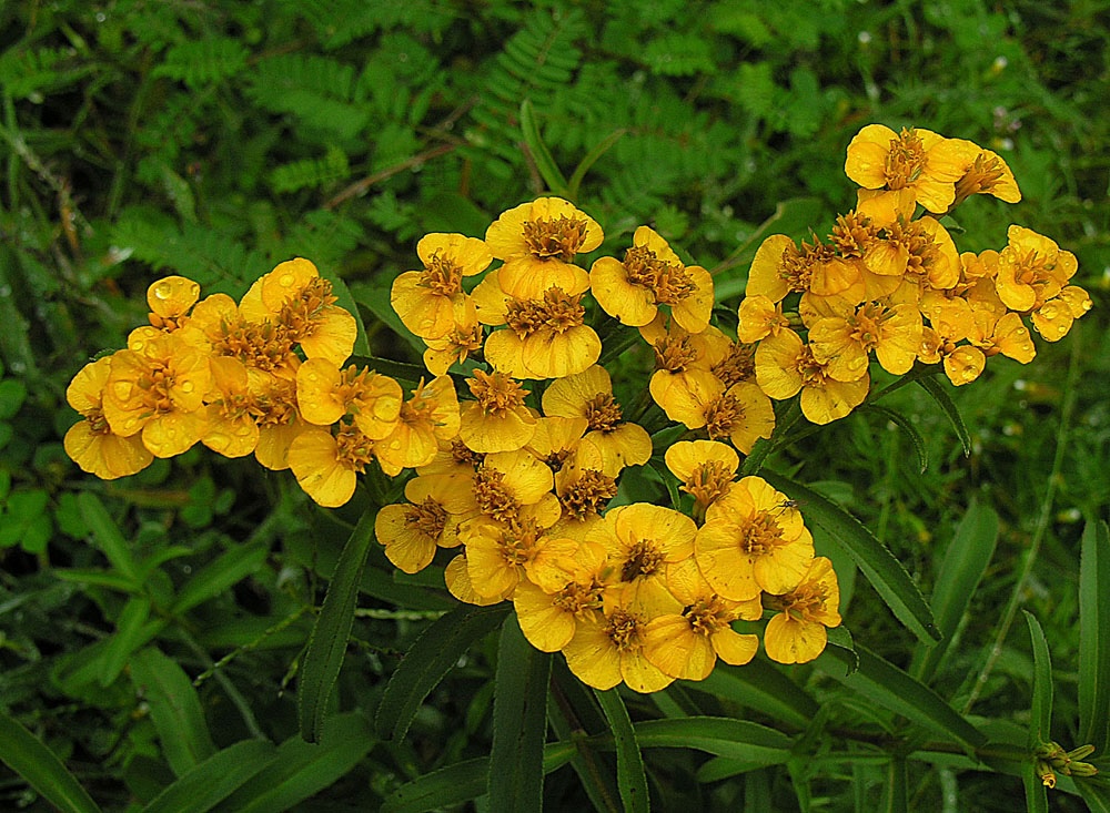 Mexican mint marigold plant growing in a home garden