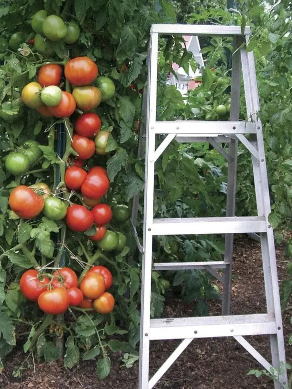 Park’s Whopper CR Improved Hybrid Tomato Seeds