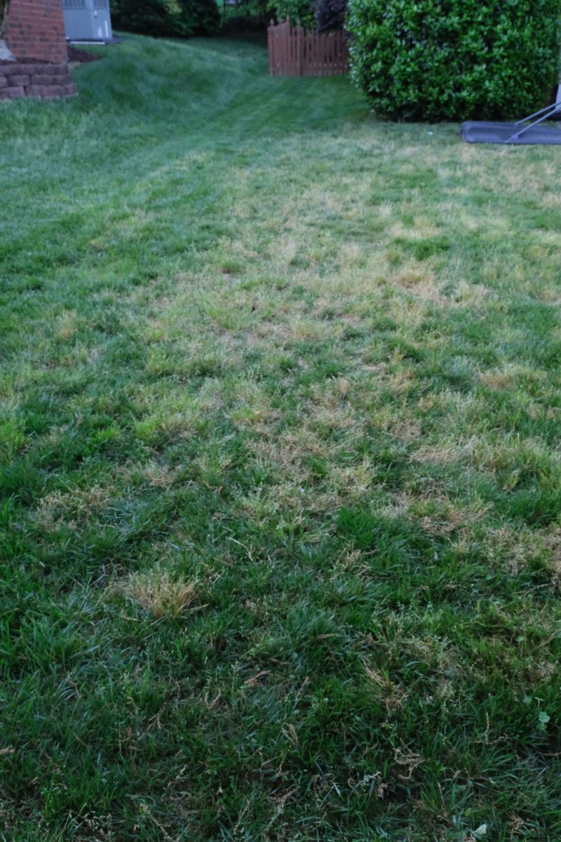 TruGreen Review Side Yard Photo