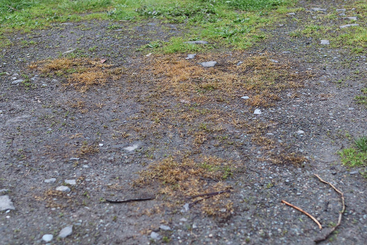 P&G Spruce vs Sunday Weed Warrior Spruce