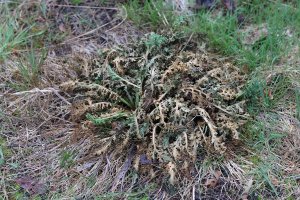 P&G Spruce vs Sunday Weed Warrior Spruce