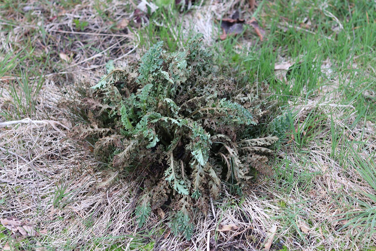 P&G Spruce vs Sunday Weed Warrior Spruce