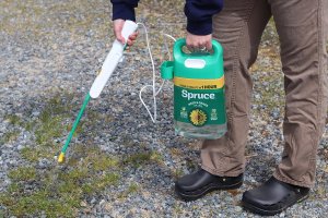 P&G Spruce vs Sunday Weed Warrior Spruce