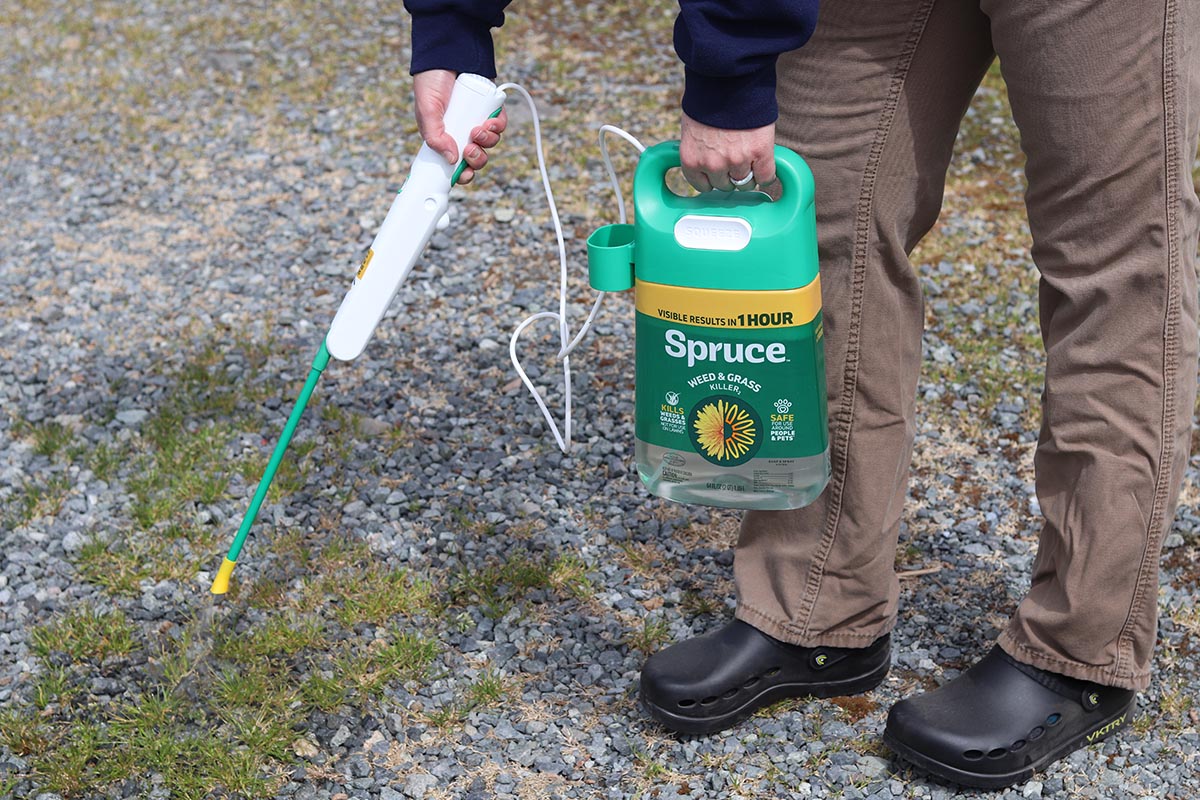 P&G Spruce vs Sunday Weed Warrior Spruce