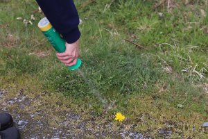 P&G Spruce vs Sunday Weed Warrior Spruce applying