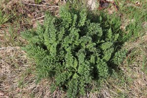 P&G Spruce vs Sunday Weed Warrior Spruce