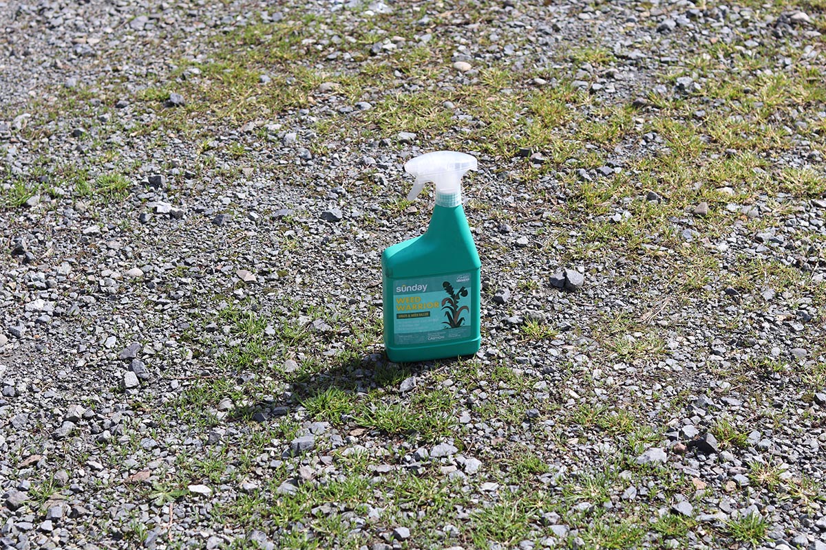 P&G Spruce vs Sunday Weed Warrior Sunday