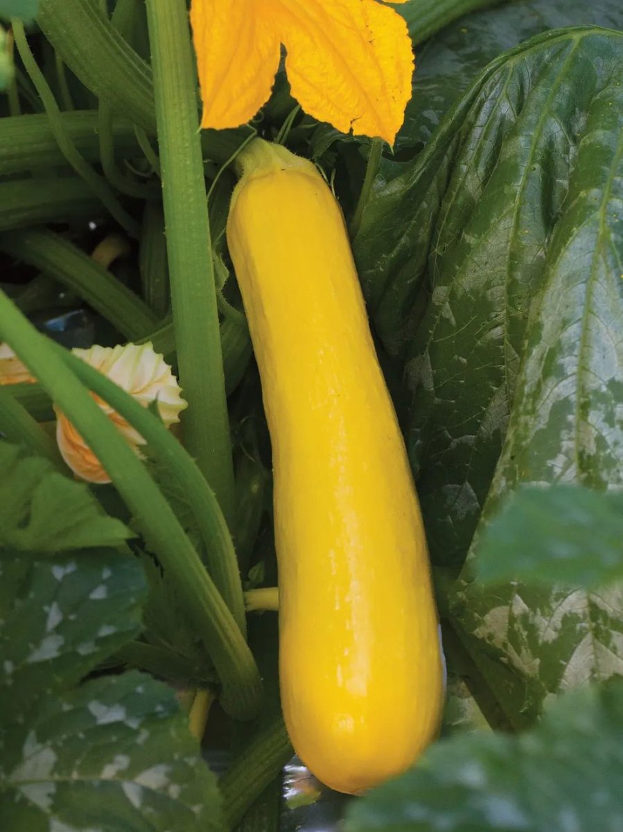 Sweet Success Cucumber Seeds