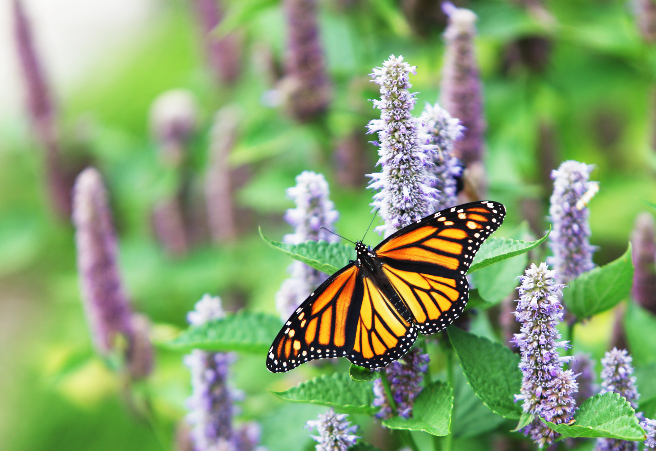 A female Monarch Butterfly resting on a lavender Anise Hyssop blossom.