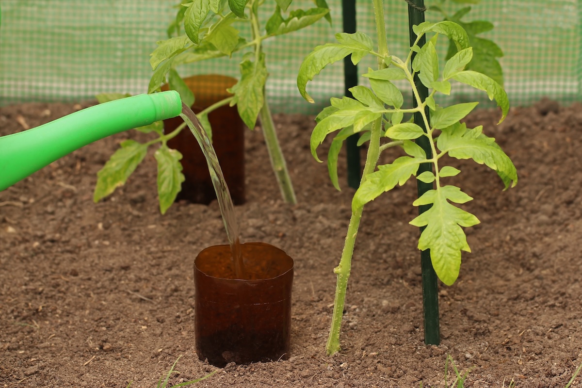Watering tomato plant in the greenhouse with bottle irrigation. Water is poured from a watering can into a cut plastic bottle. Homemade root watering system. Cut Soda bottles are dug into the ground next to the trunk of the plant.