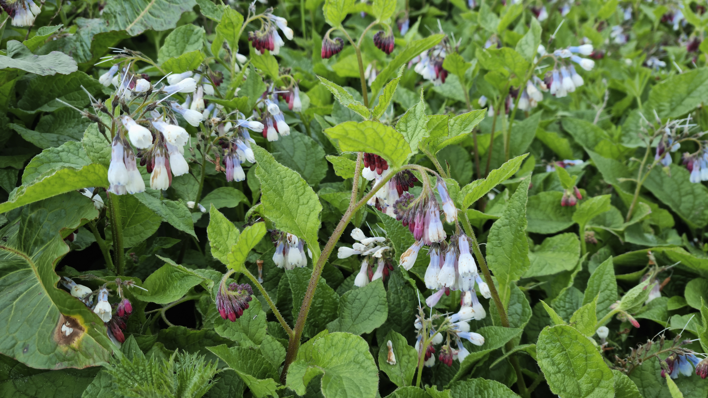 Flowering comfrey.