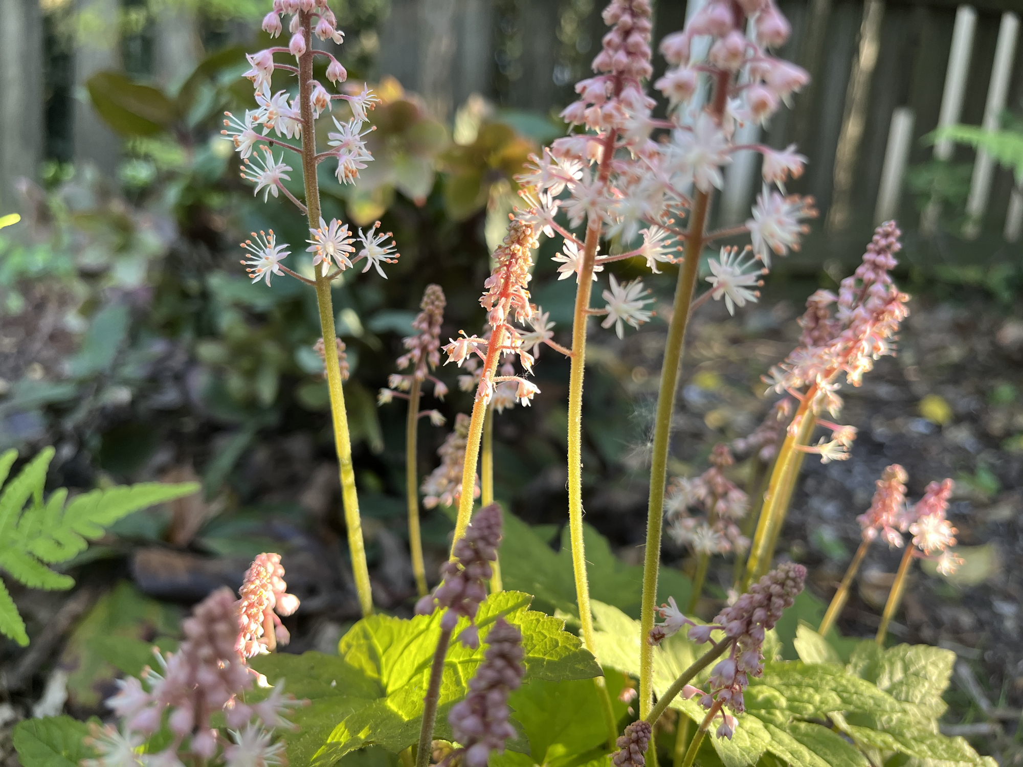Foamflower blooms growing in a garden.