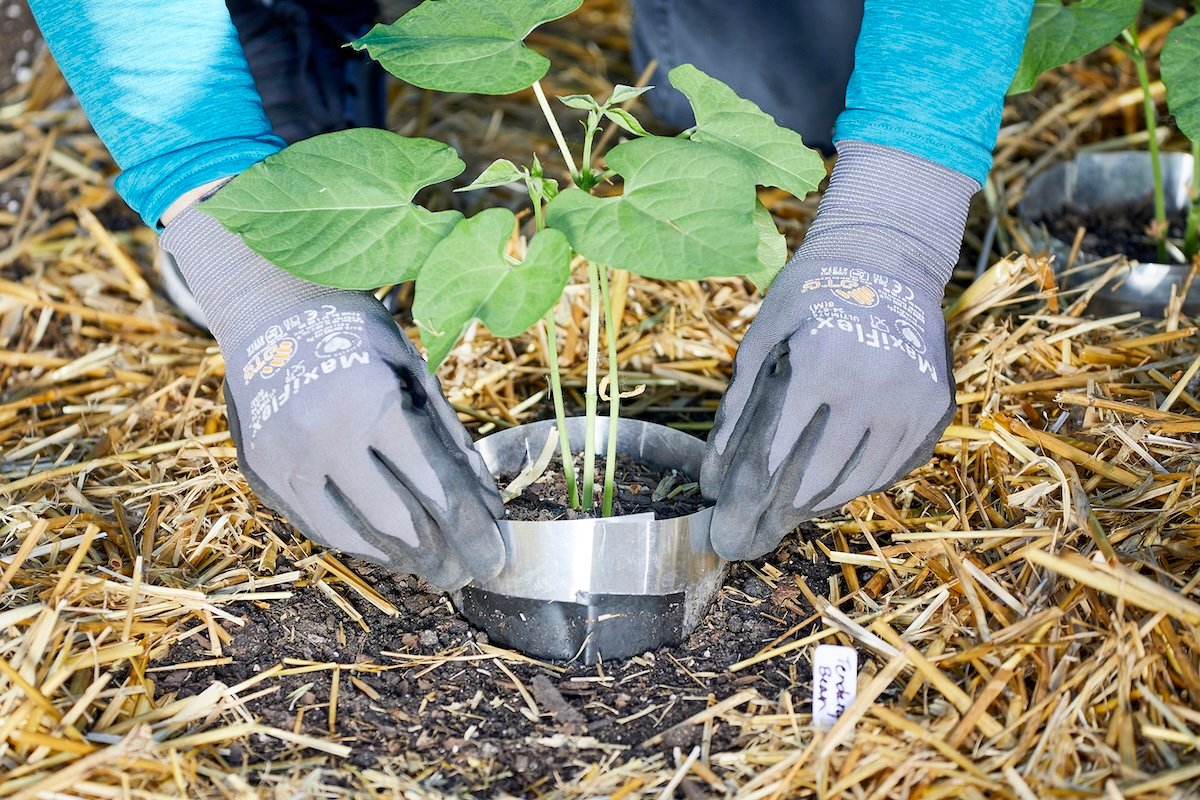 Woman wearing gardening gloves and a teal shirt puts a metallic barrier around a seedling to prevent cutworms.