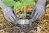 Woman wearing gardening gloves places a DIY collar made of aluminum around a seedling to deter cutworms.